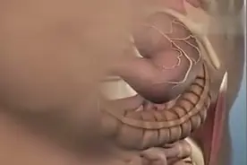你的胃是如何工作的！