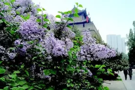 春天就要美美哒~！西安最适合情侣拍婚纱照的地方，你去过几个？图片