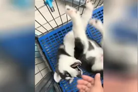 你给我放出来吧 求求你了 快点给我放出来 我要出去