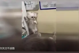 实拍猫咪被吓得尖叫的样子很萌，逗笑了旁边的人！