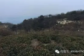 望穿秋水的信阳毛尖本地旱种采制实况图片
