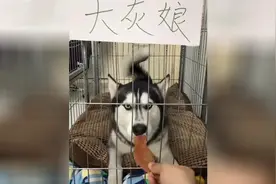 二哈以前把主人带傻了，现在二哈正常了，主人疯了视频封面
