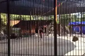 可爱的小猴子耍杂技图片