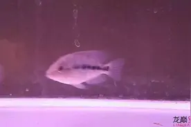 红马的完美逆袭之路，长图慎戳！图片