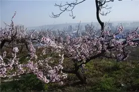 春天来了，桃花开了，宝鸡更美了图片