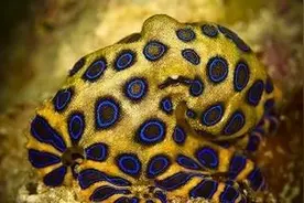 全世界毒性最强蓝环章鱼被当宠物卖 被咬一口会当场致命图片