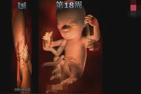 3分钟视频还原胎儿在妈妈肚子里发育全过程，你觉得第几周最可爱