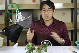 强烈推荐冬天也开花的这种植物，花朵漂亮容易养，茶梅栽种实况