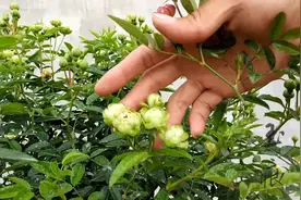 绿色的月季，花朵像一粒粒绿珍珠——闪电树状月季