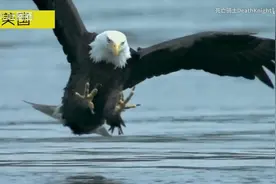 美国国宝，白头海鹰，摸鱼之王视频封面