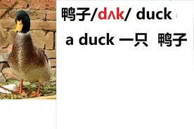鸭子duck/dʌk/打造英语环境，每分钟都在练英语