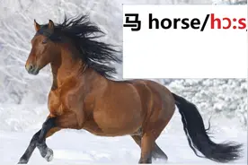 你该背单词了：马horse/hɔ:s/一匹马a horse视频封面