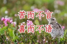 苦而不言，喜而不语，才是人生最高境界！（句句入心）视频封面