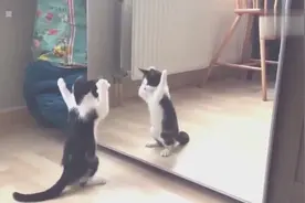 喵星人照镜子，一言不合就打自己，萌化了！视频封面