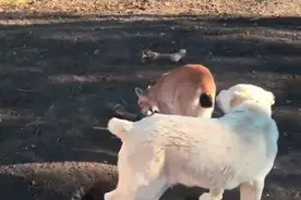 狗狗仗着身子大些，总想欺负身小的猞猁！视频封面