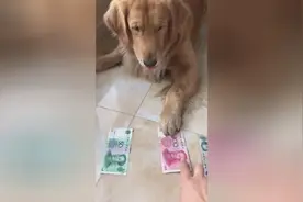 我家的狗能认识钱的面值，不得了