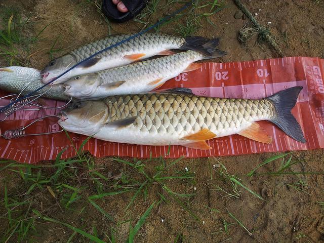 不刮鲤鱼鳞