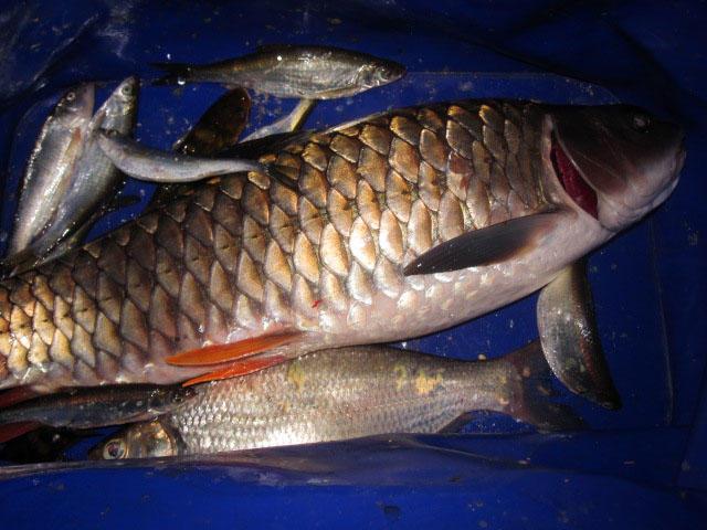不刮鲤鱼鳞