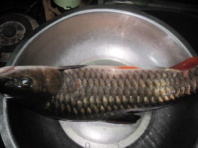 不刮鲤鱼鳞
