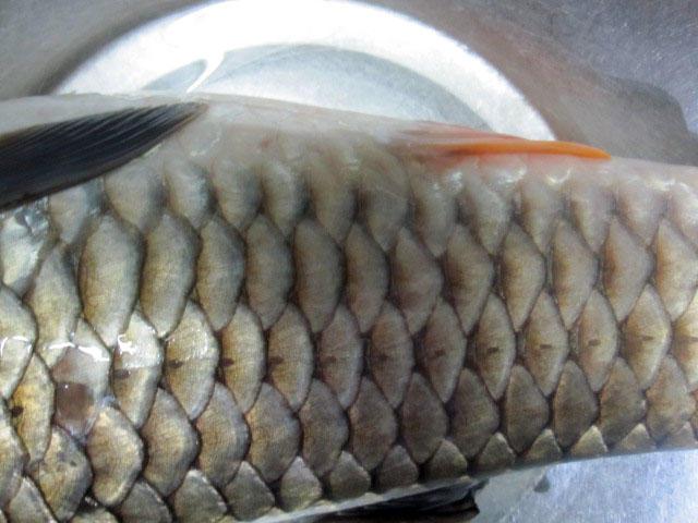 不刮鲤鱼鳞
