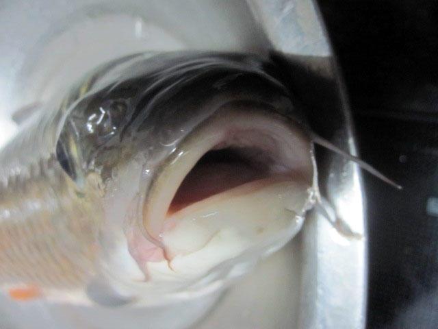 不刮鲤鱼鳞