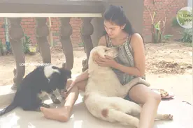 美丽的女孩与她的狗狗在家里玩耍喂食食物视频封面