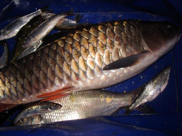 不刮鲤鱼鳞