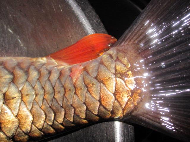 不刮鲤鱼鳞