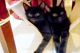 打针记：给两只漆黑的喵星人打猫三联全记录视频封面