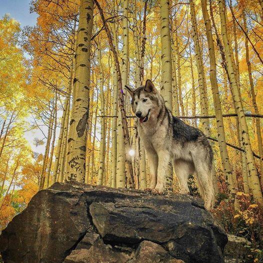 (哈士奇和狼一起的表情包) - 冷思维