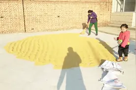 小米是怎么产生的，其实就是谷子，大家可以跟着画面看下现场！