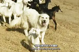 这只大白狗从小和羊一起生活，长大了成了羊群领导！视频封面