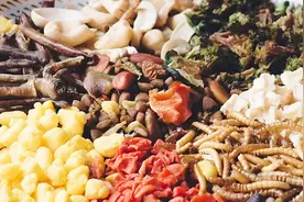 纯天然自制刺猬粮 迷你小刺猬面包虫营养饲料视频封面