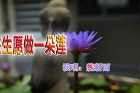 《来生愿做一朵莲》-魏新雨演唱图片