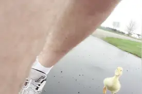 小黄鸭跟着主人一路，怕跟丢了，使劲的跑，到家累的不行了