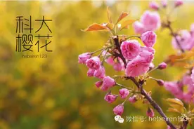 石家庄赏花攻略：河北科技大学的樱花开了！图片