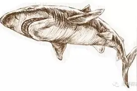 漫谈海洋|史前海怪，谁最厉害？图片