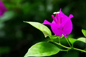 三角梅冬季掉叶落花怎么办？不要害怕，花农教你一招让你花多叶绿