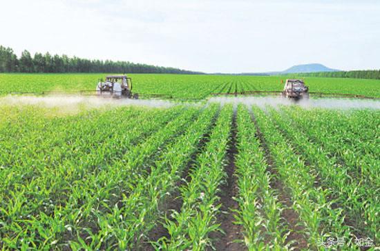 什么是多肽氨基酸叶面肥？它有什么作用？