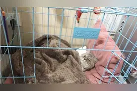 猫咪做了绝育后一动不动，不知道到底是怎么了？