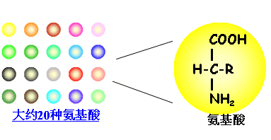 你知道什么是氨基酸吗？让我来向大家普及一下