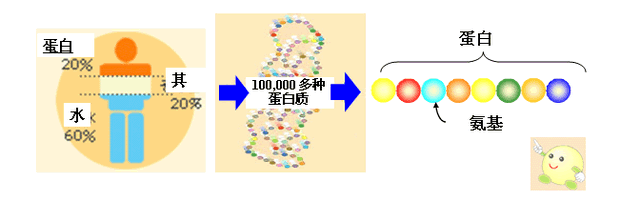 你知道什么是氨基酸吗？让我来向大家普及一下