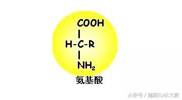 你知道什么是氨基酸吗?让我来向大家普及一下