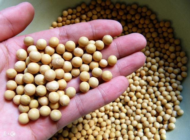 低温豆粕和高温豆粕究竟有什么差别，你真的了解吗？