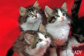 猫咪老是喘气怎么回事？小猫喘气怎么办？图片