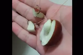 用枣子钓鲫鱼切记不能用酒浸泡，用蜂蜜！