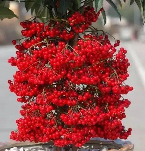 阳台养十种花最好旺财图片,自带"财气"的10种花,客厅一放"特高档"