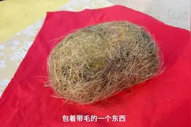 专家给"猪宝"估价300万，猜猜是什么视频封面