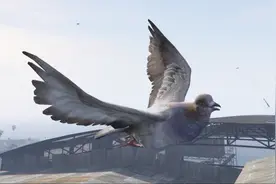 在鸽子眼中的世界是什么样子呢？视频封面