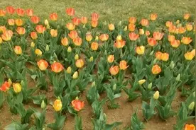 日照植物园郁金香开花了 今年添11个新品种图片